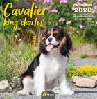Couverture du livre « Calendrier cavalier king charles (2020) » de  aux éditions Artemis