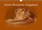 Couverture du livre « Chiots rhodesian ridgeback calendrier mural 2018 din a4 hori - photographies de chiots de rho » de Van Wyk Www.G aux éditions Calvendo
