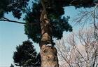 Couverture du livre « Neil drabble -tree tops tall » de Mack aux éditions Steidl
