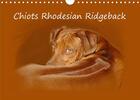 Couverture du livre « Chiots rhodesian ridgeback calendrier mural 2020 din a4 horizontal - photographies de chiots de rho (édition 2020) » de Van Wyk Www.G aux éditions Calvendo