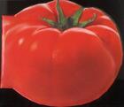 Couverture du livre « Tomate ; les meilleures recettes » de  aux éditions Larousse