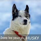 Couverture du livre « Dans les yeux du husky calendrier mural 2018 300 300 mm squa - le chien husky aime courir le » de Duvernay E aux éditions Calvendo