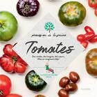 Couverture du livre « Tomates ; des rondes, des longues, des coeurs... elles en rougissent déjà ! » de  aux éditions Hachette Pratique