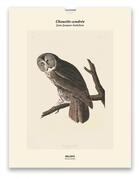 Couverture du livre « Chouette cendrée » de Jean-Jacques Audubon aux éditions Reliefs Editions