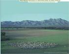 Couverture du livre « Pastreja ; paysages du pastoralisme en Pays d'Arles » de Patrick Fabre et Lionel Roux et Jean-Claude Duclos aux éditions Images En Manoeuvres