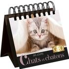 Couverture du livre « 365 jours chats et chatons ; calendrier Geo » de Collectif aux éditions Play Bac
